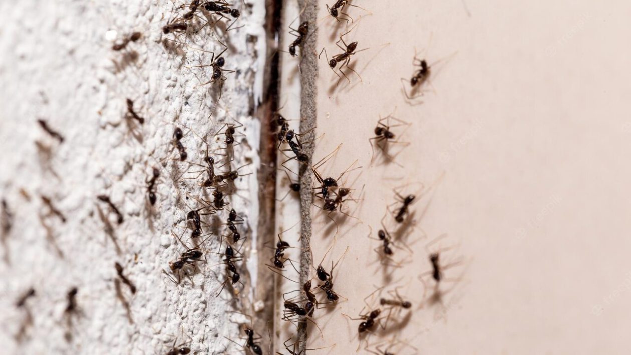 insecticiden