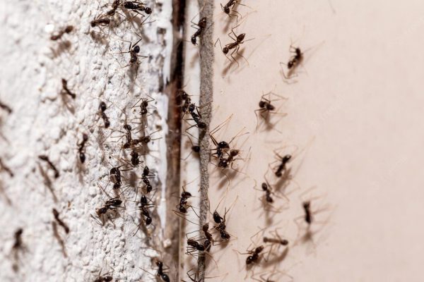 insecticiden