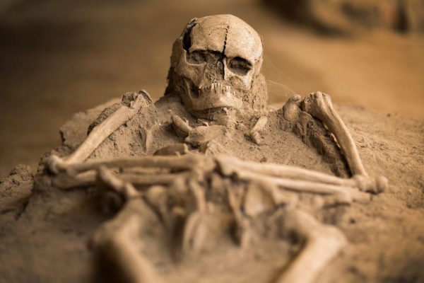 skeletten