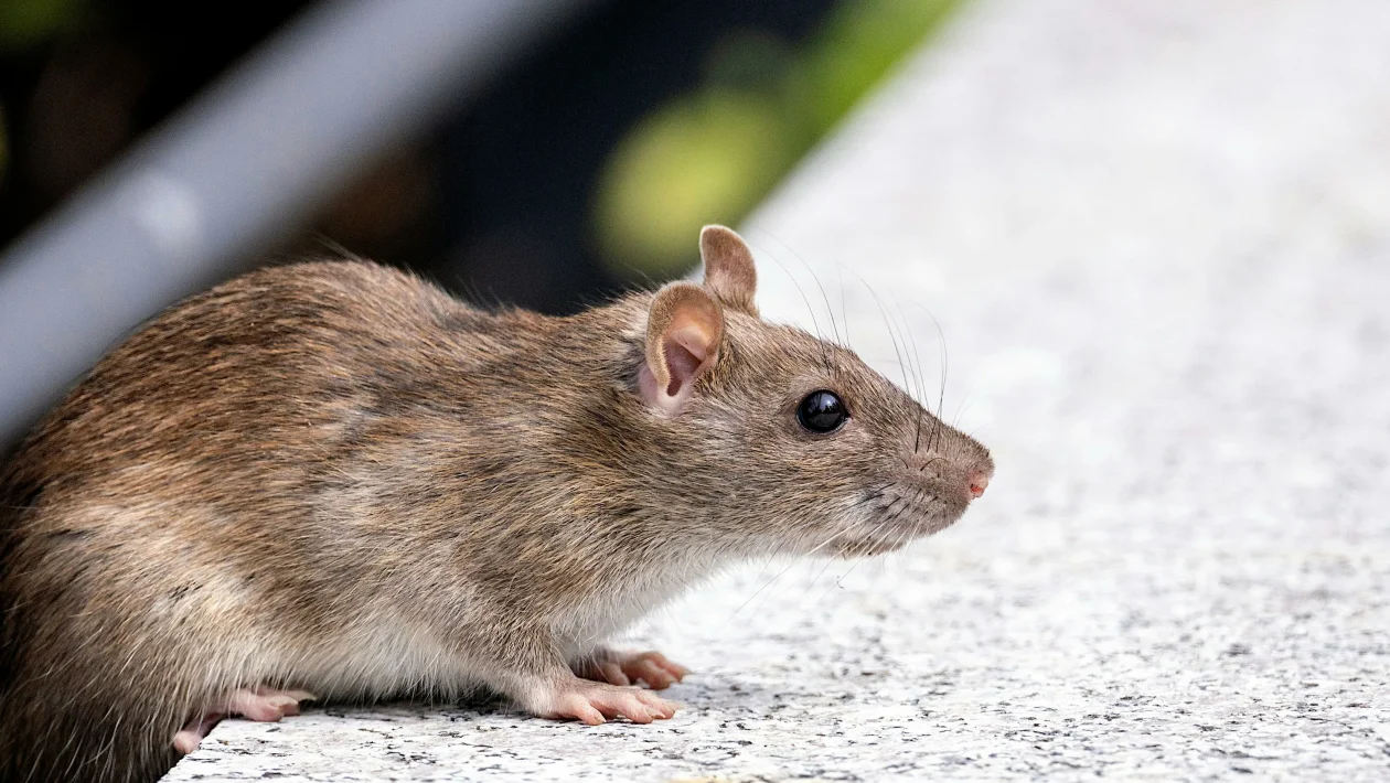 ratten