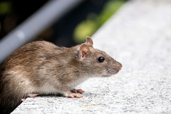 ratten