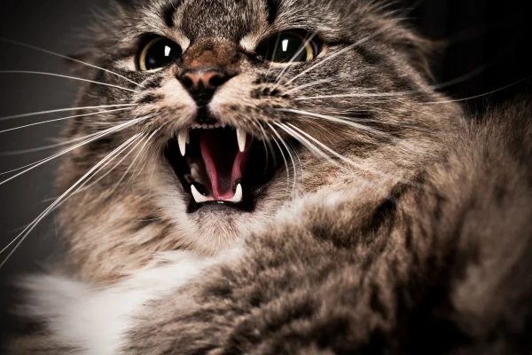 katten