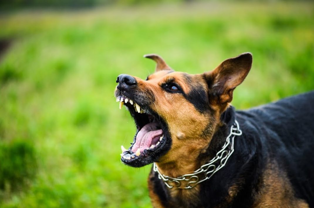 hond