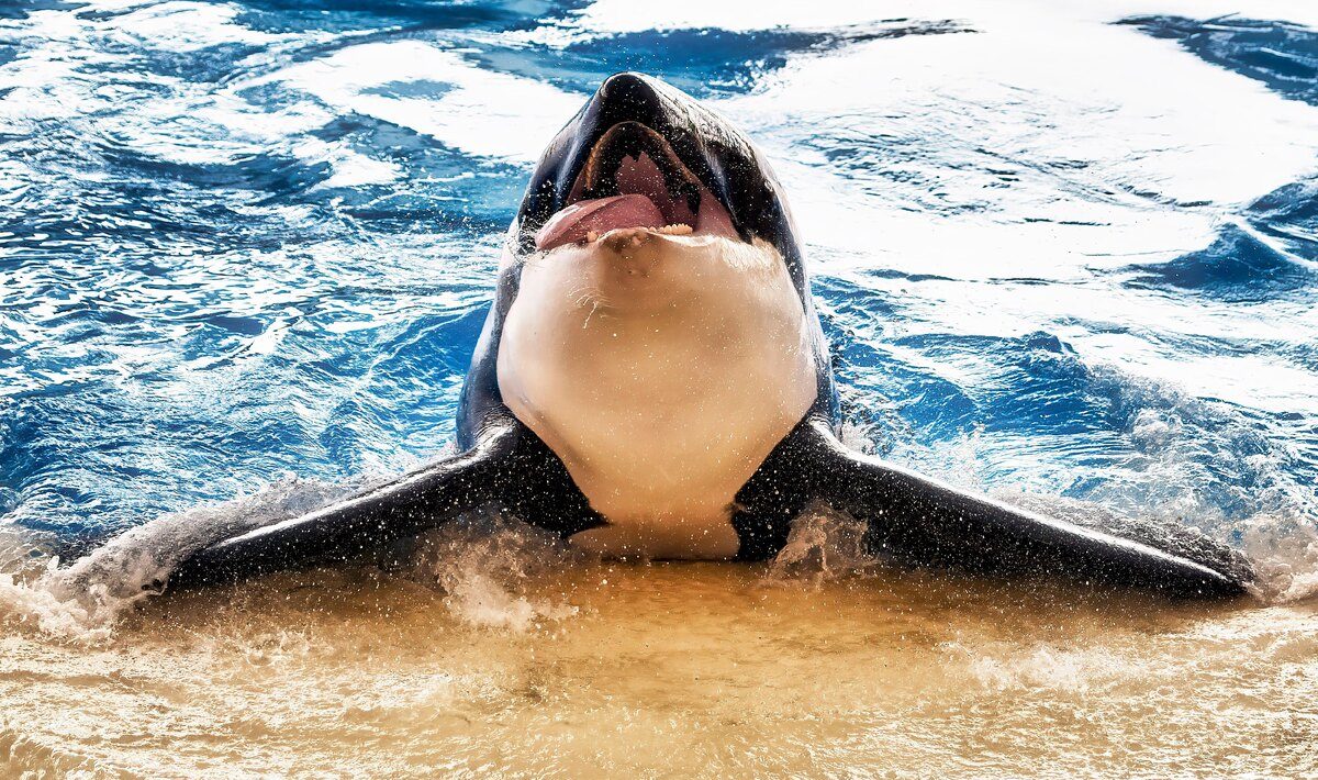 orka
