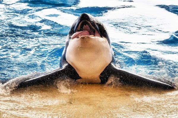 orka