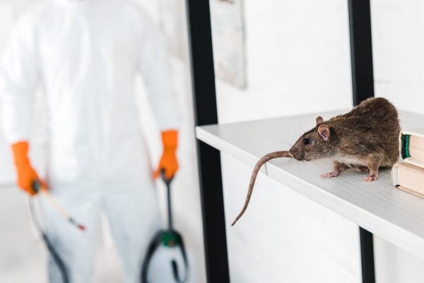 ratten